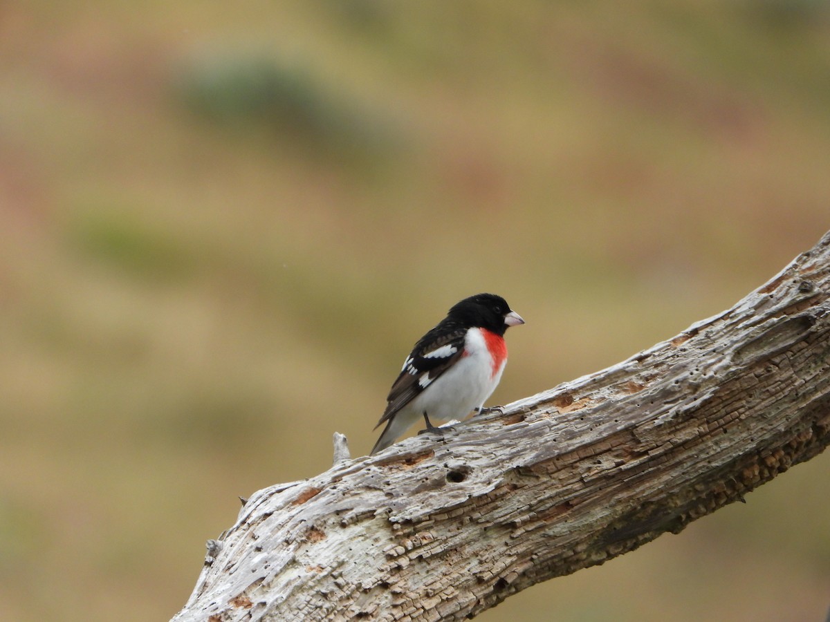 Rose-breasted Grosbeak - ML659365520
