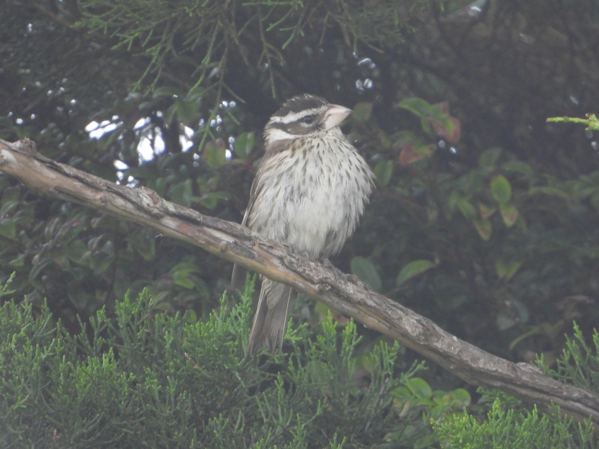 Rose-breasted Grosbeak - ML659365536
