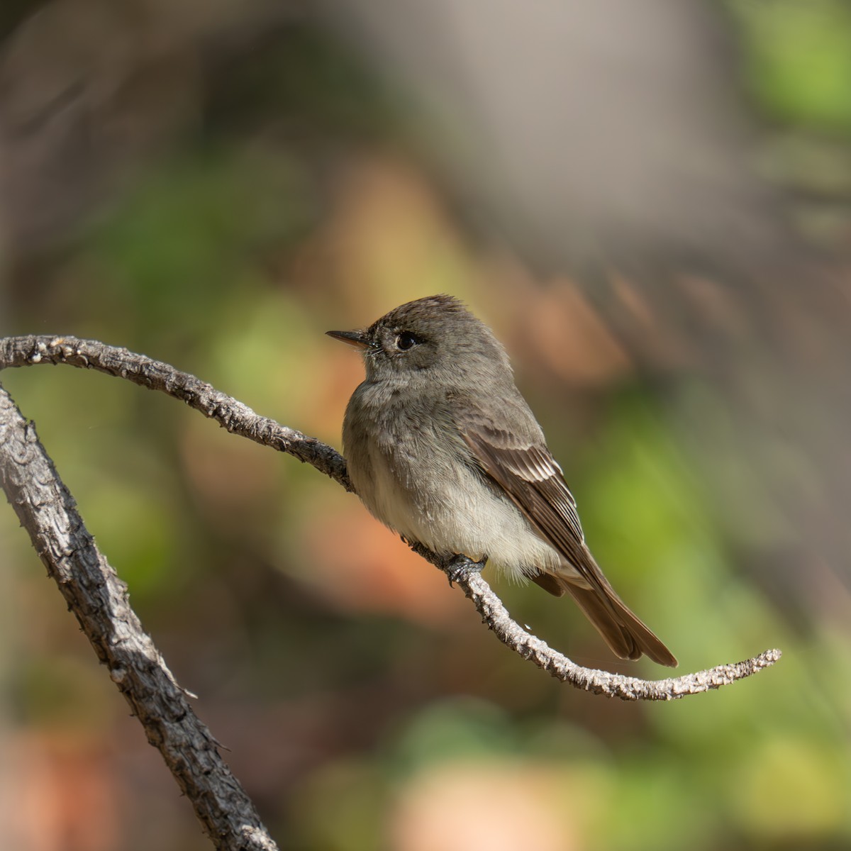 Dusky Flycatcher - ML659365835