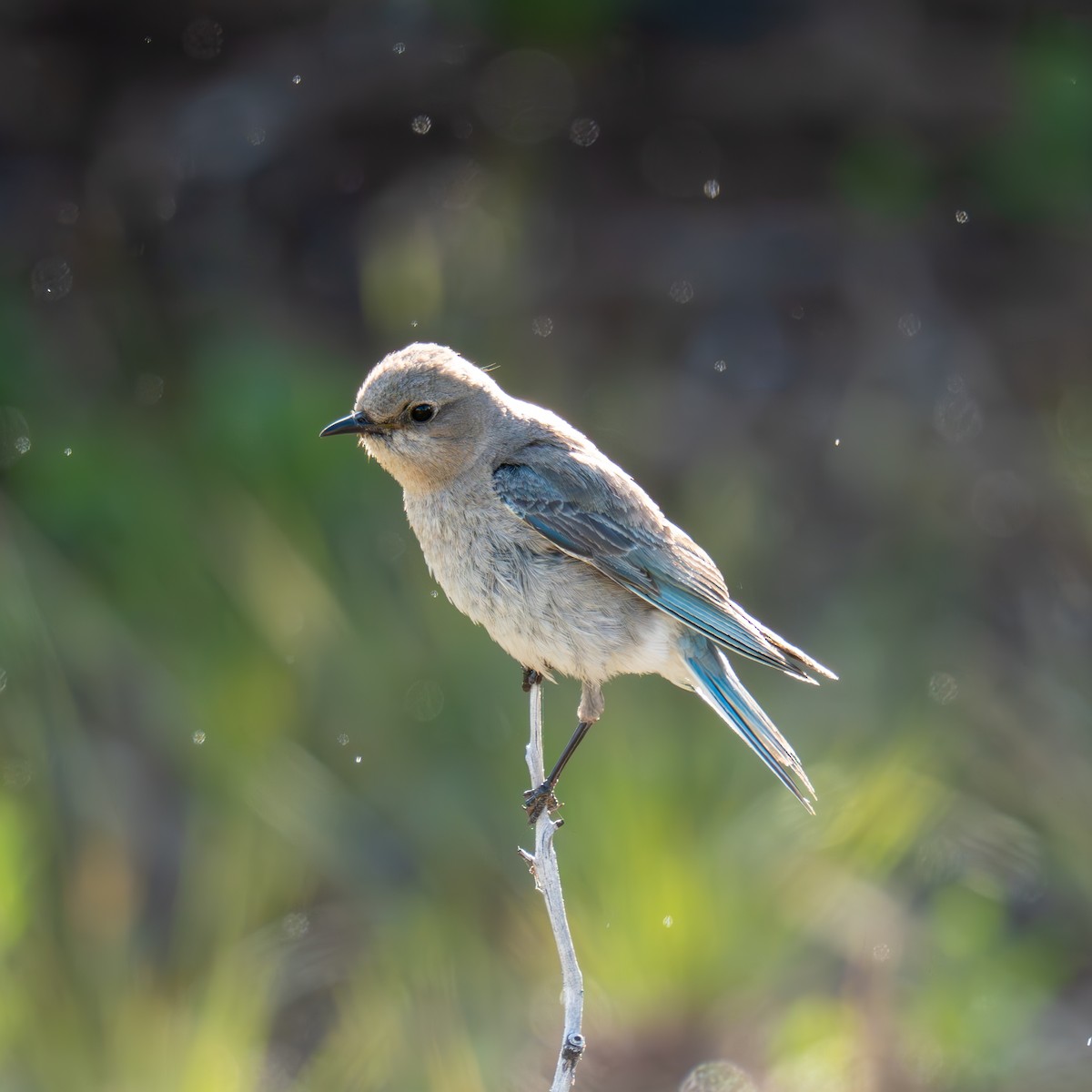 Mountain Bluebird - ML659365843