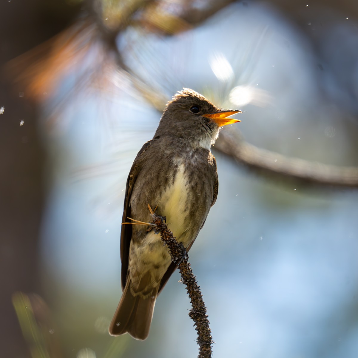 Olive-sided Flycatcher - ML659365884