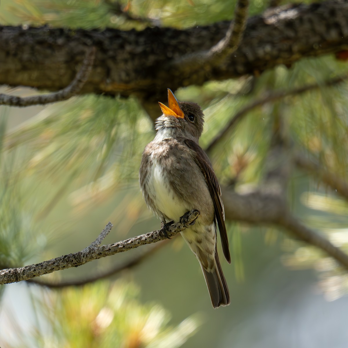 Olive-sided Flycatcher - ML659365885