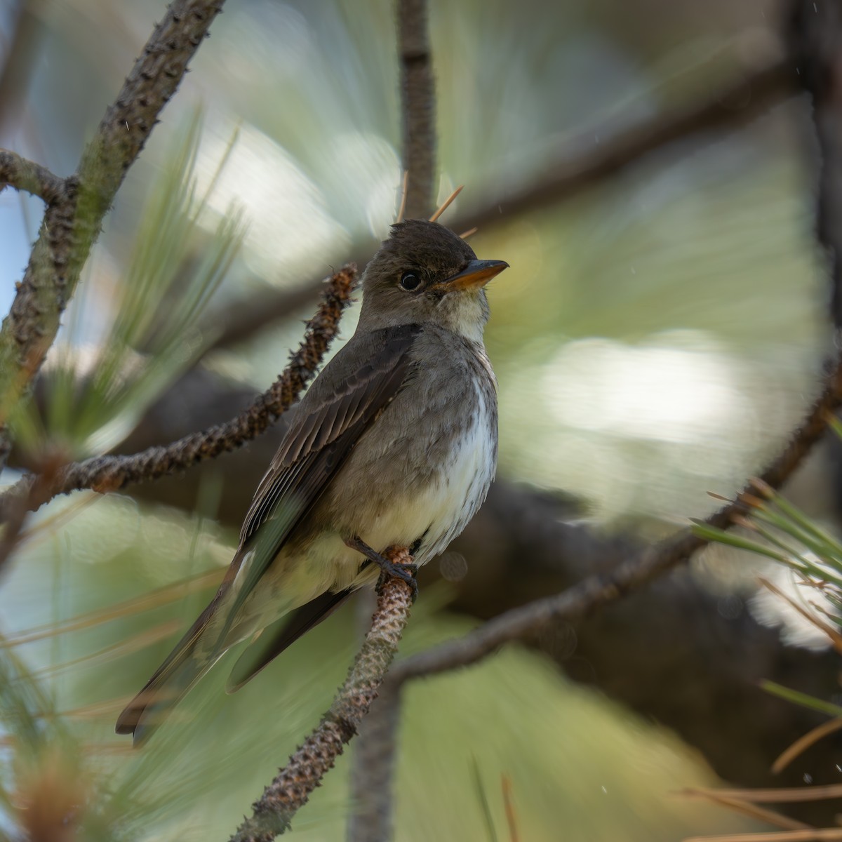 Olive-sided Flycatcher - ML659365886