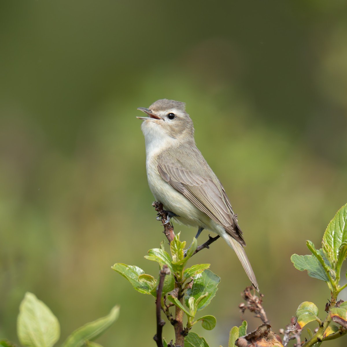 Western Warbling Vireo - ML659365905