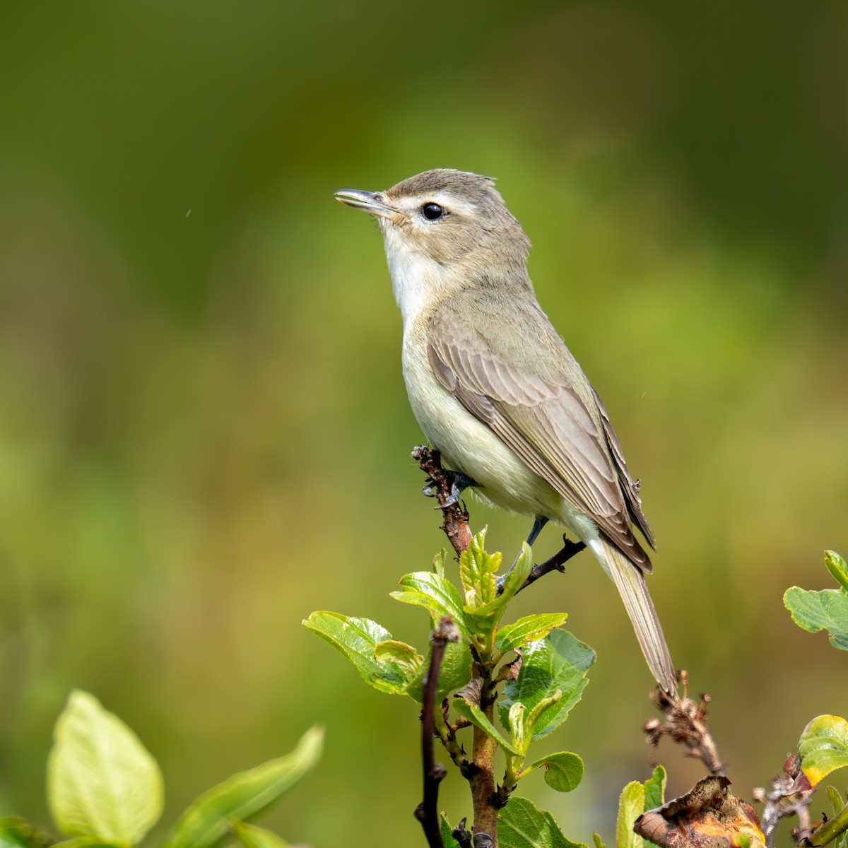 Western Warbling Vireo - ML659365906