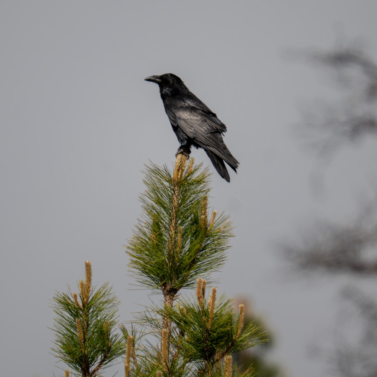 Common Raven - ML659365914