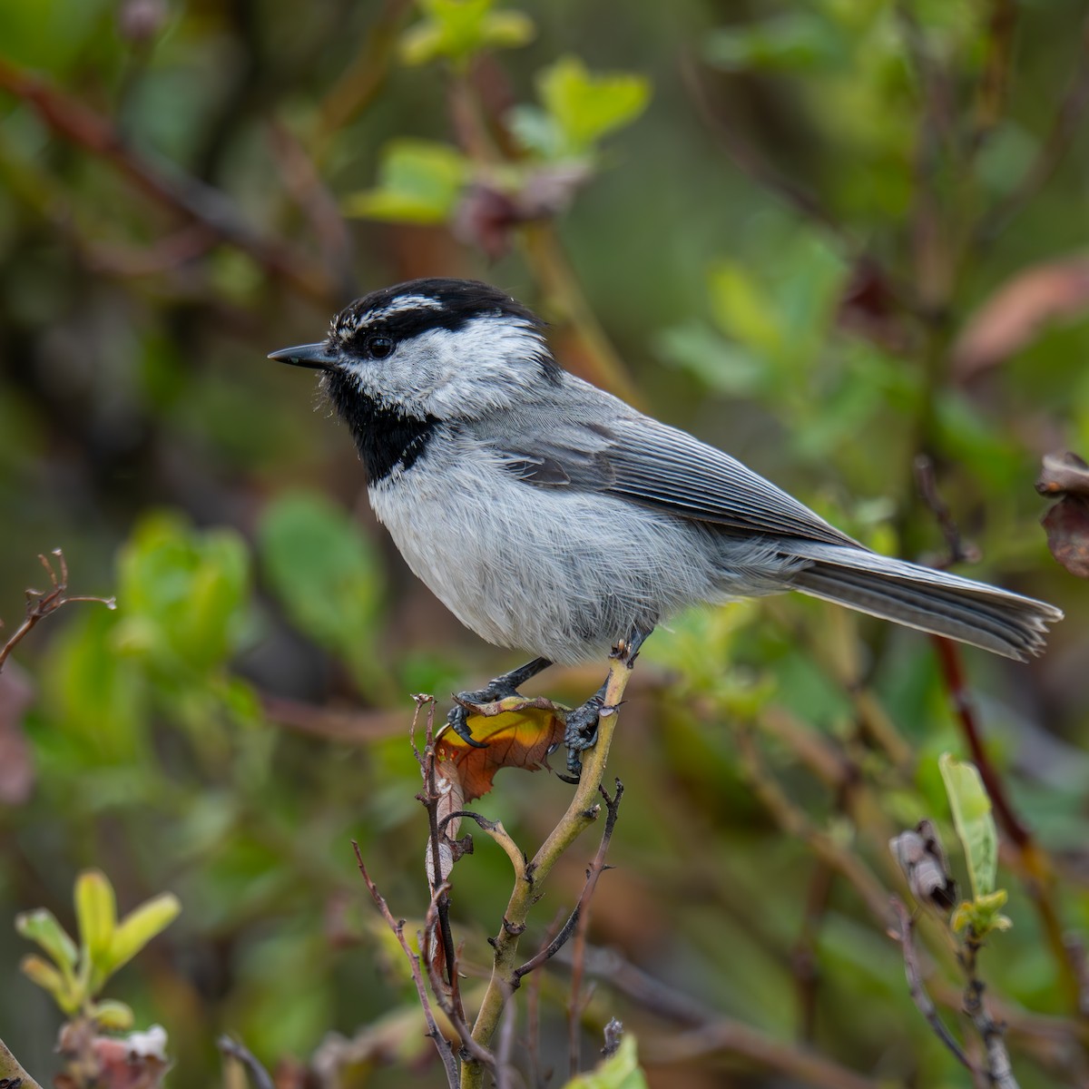 Mountain Chickadee - ML659365947