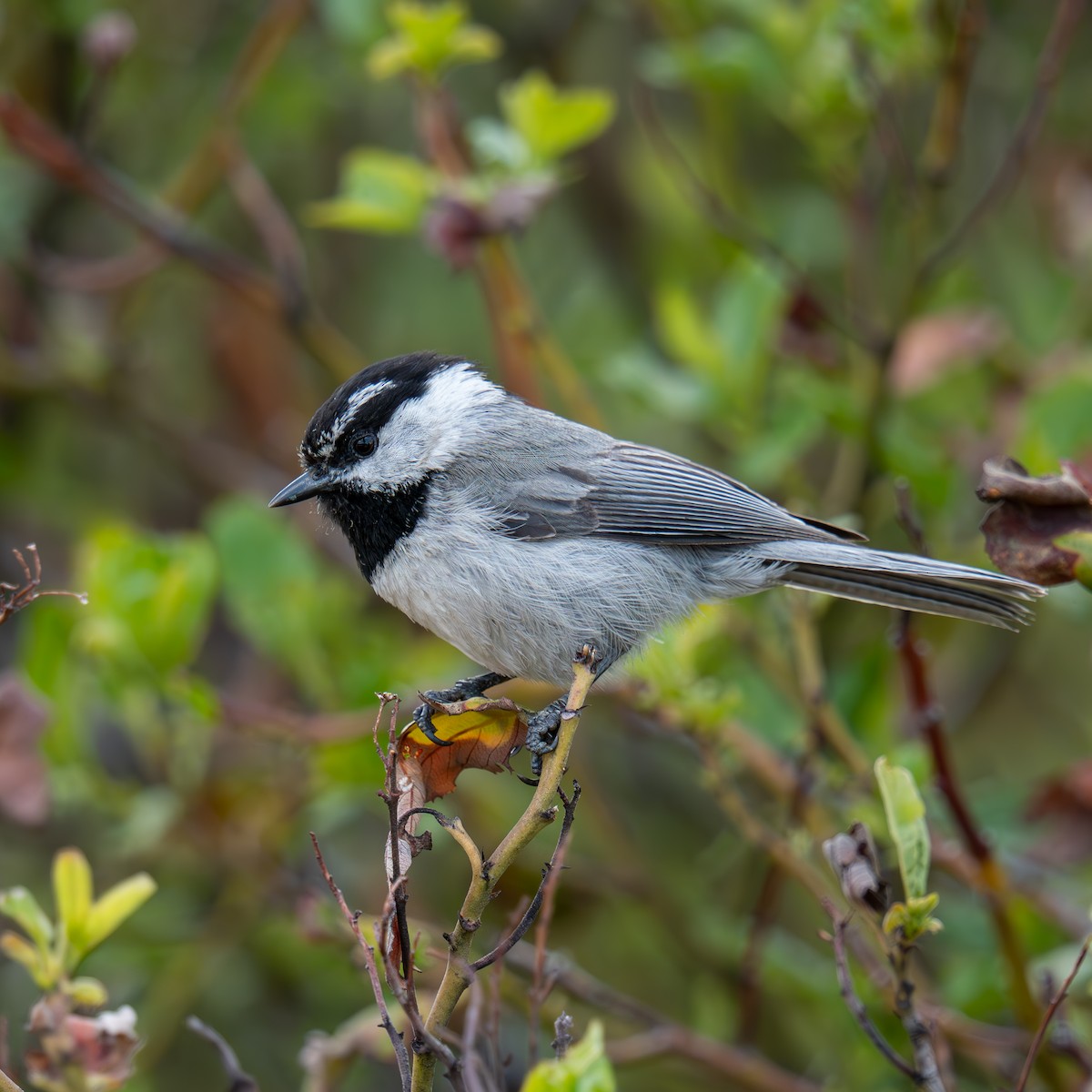 Mountain Chickadee - ML659365948