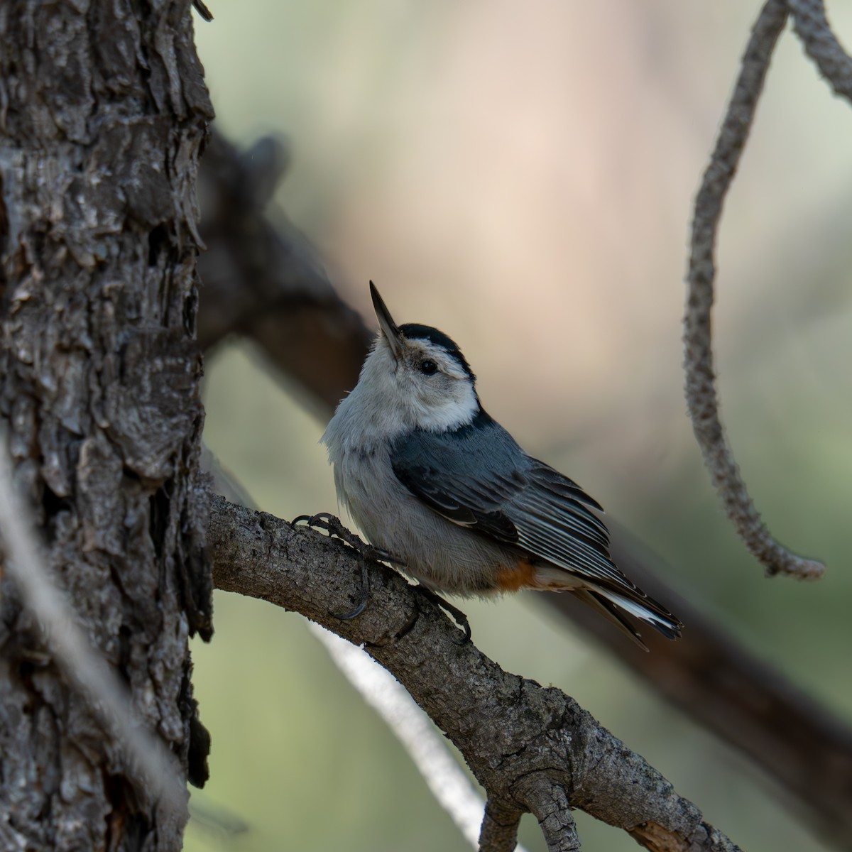 White-breasted Nuthatch - ML659365963