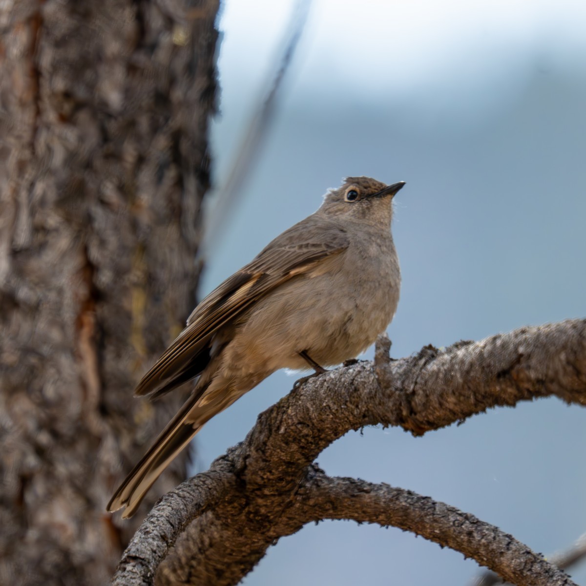 Townsend's Solitaire - ML659365973