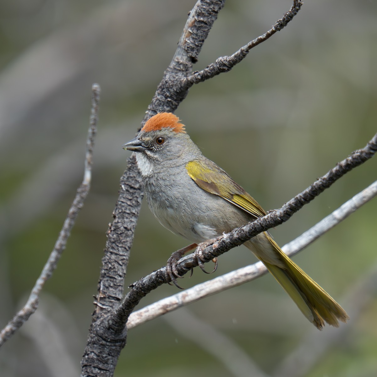 Green-tailed Towhee - ML659365998