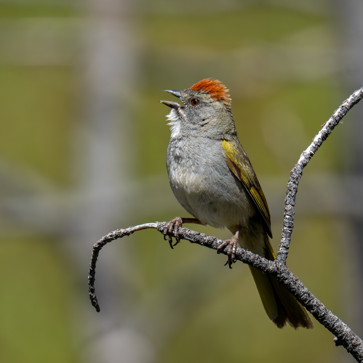 Green-tailed Towhee - ML659365999
