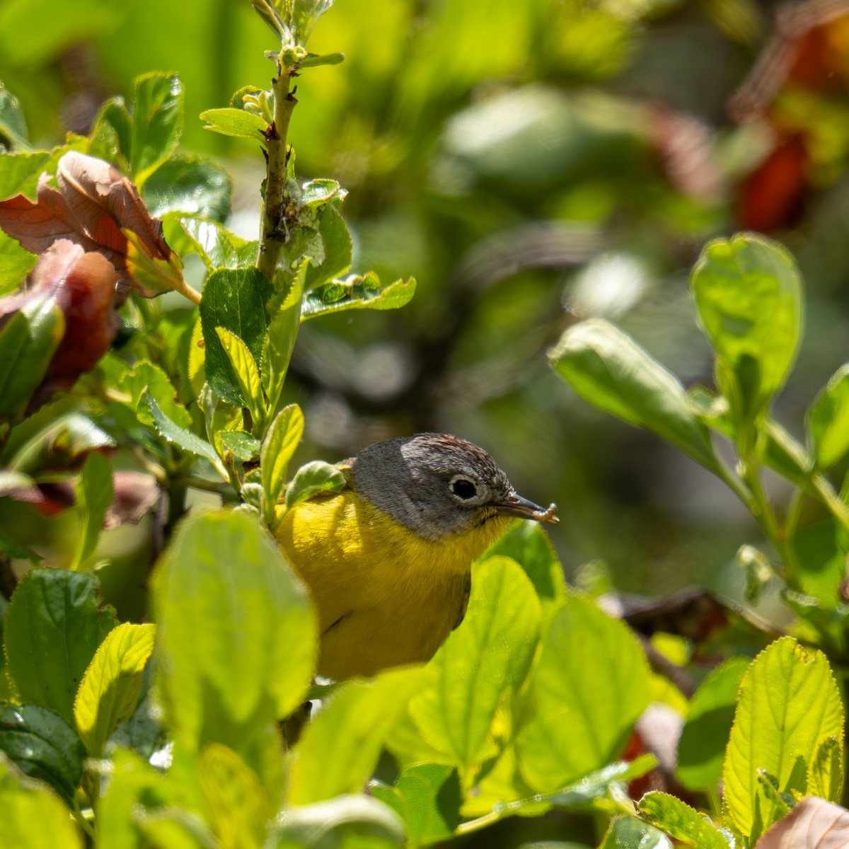 Nashville Warbler - ML659366014
