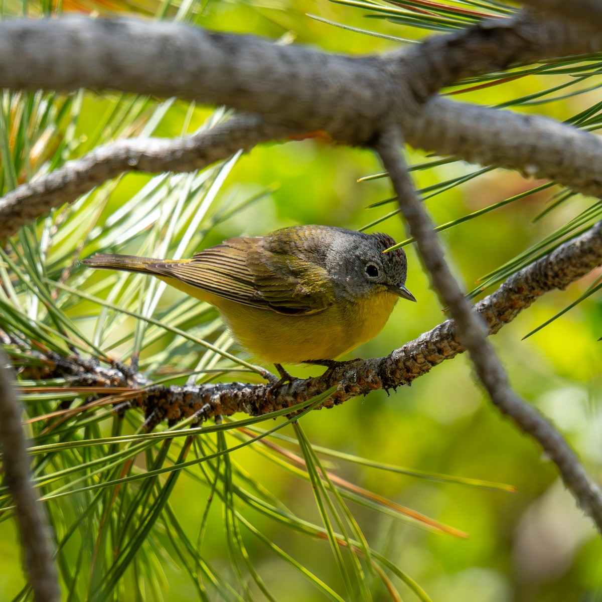 Nashville Warbler - ML659366015