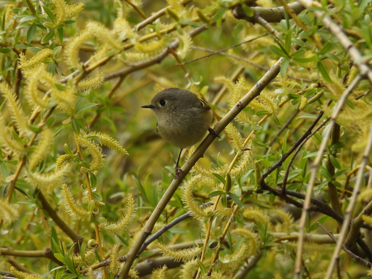 Ruby-crowned Kinglet - ML659366037