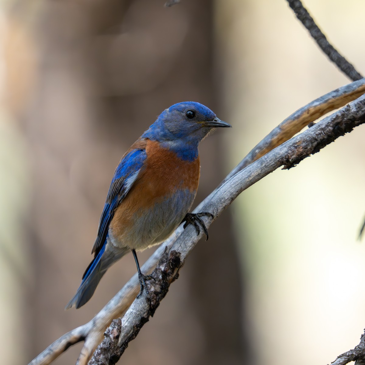 Western Bluebird - ML659366074