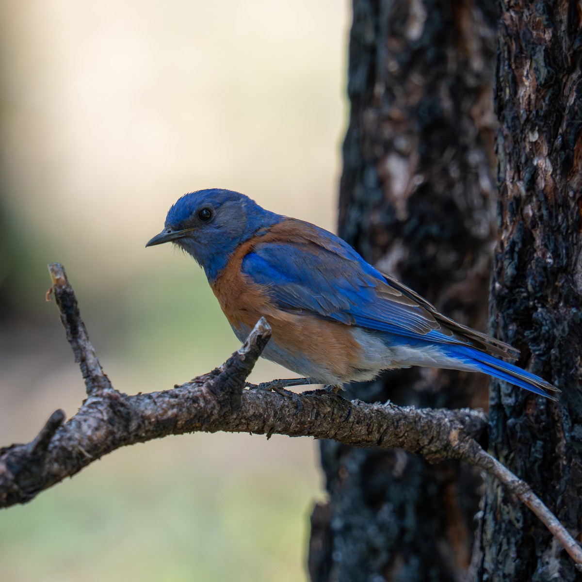 Western Bluebird - ML659366075
