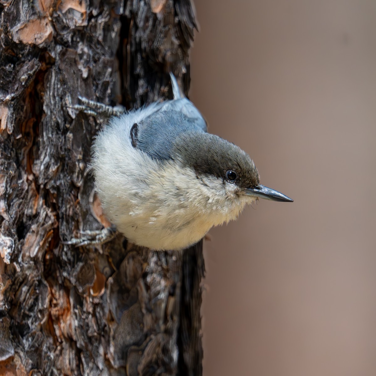 Pygmy Nuthatch - ML659366091