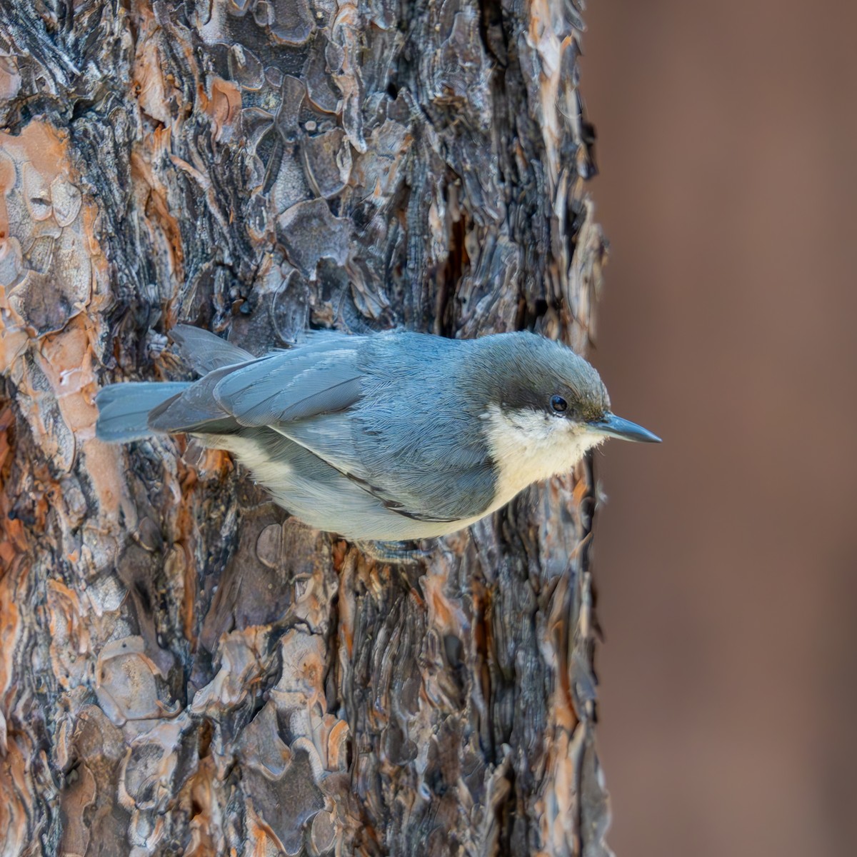 Pygmy Nuthatch - ML659366092