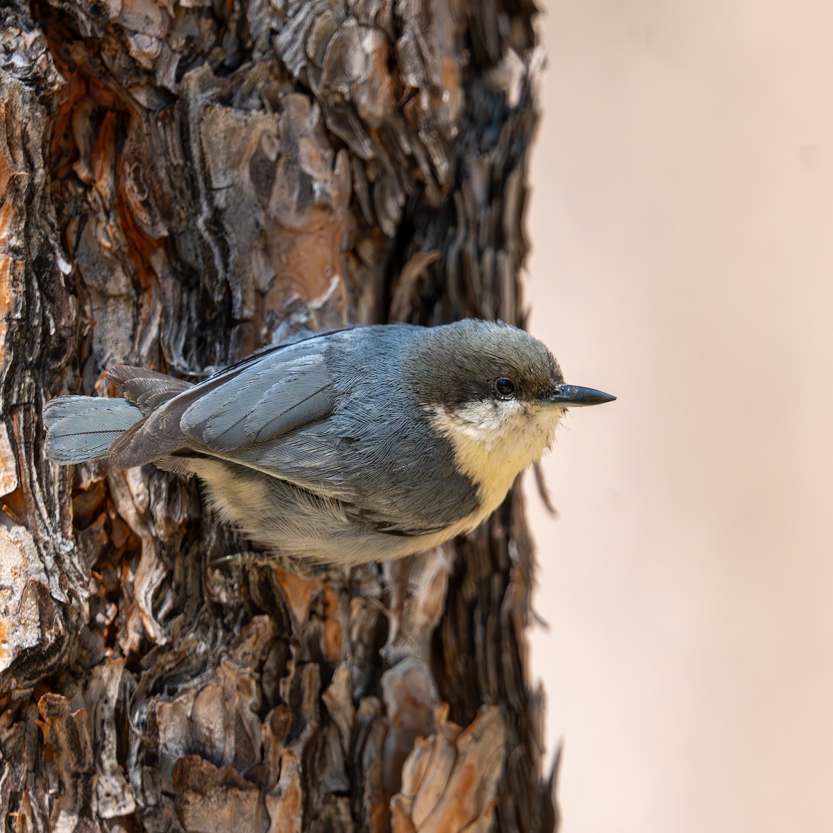 Pygmy Nuthatch - ML659366093