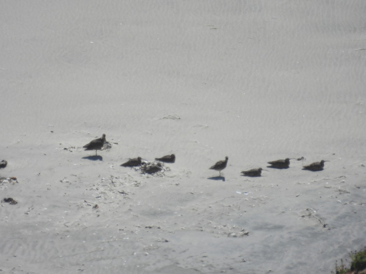 Hudsonian Whimbrel - ML659366095