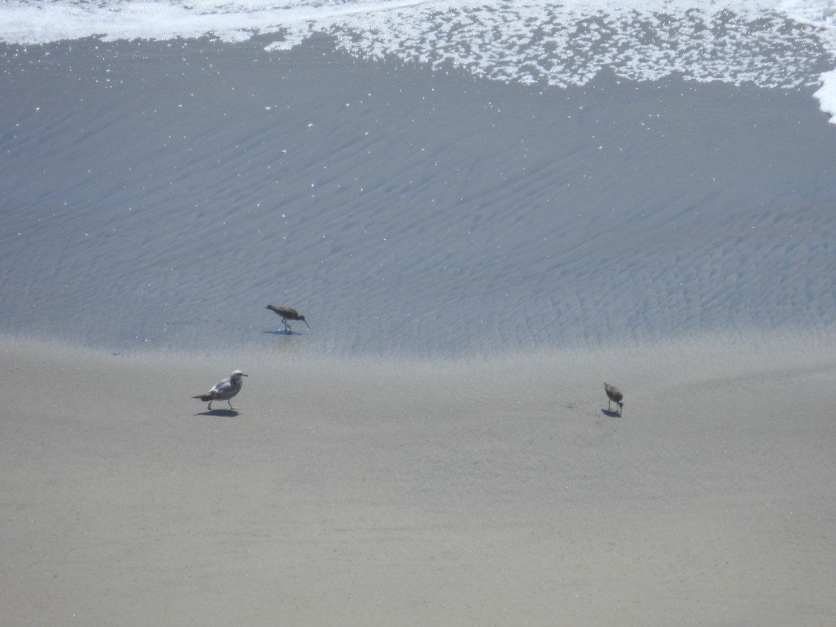 Hudsonian Whimbrel - ML659366104