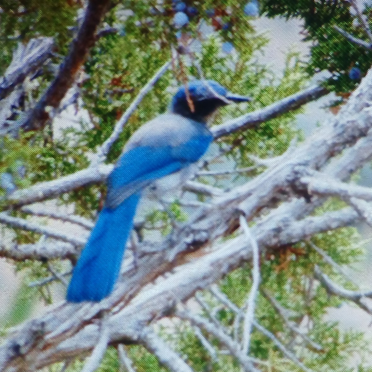 Woodhouse's Scrub-Jay - ML659366111