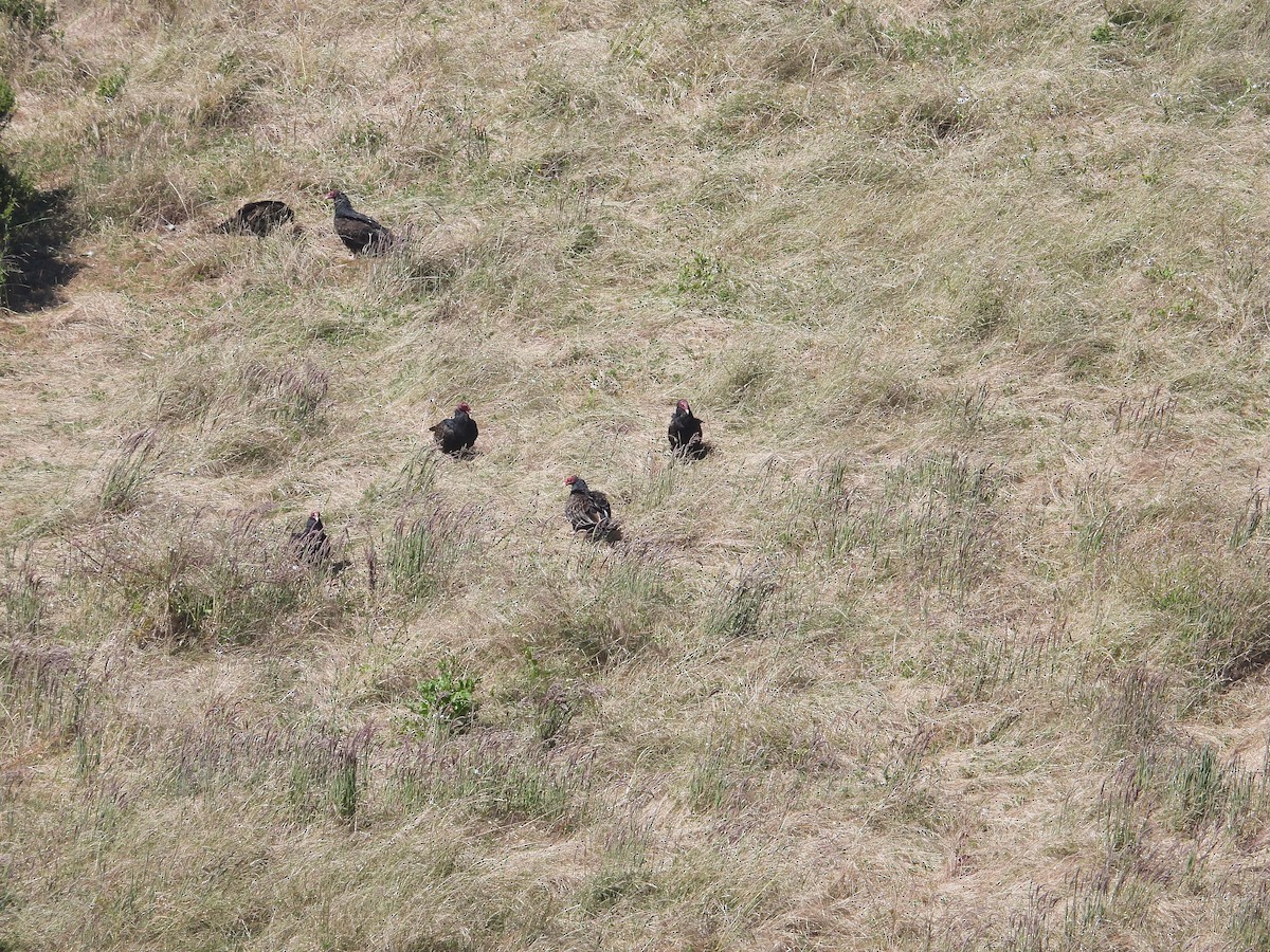 Turkey Vulture - ML659366117