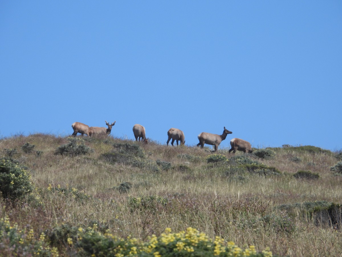 Tule Elk - ML659366156