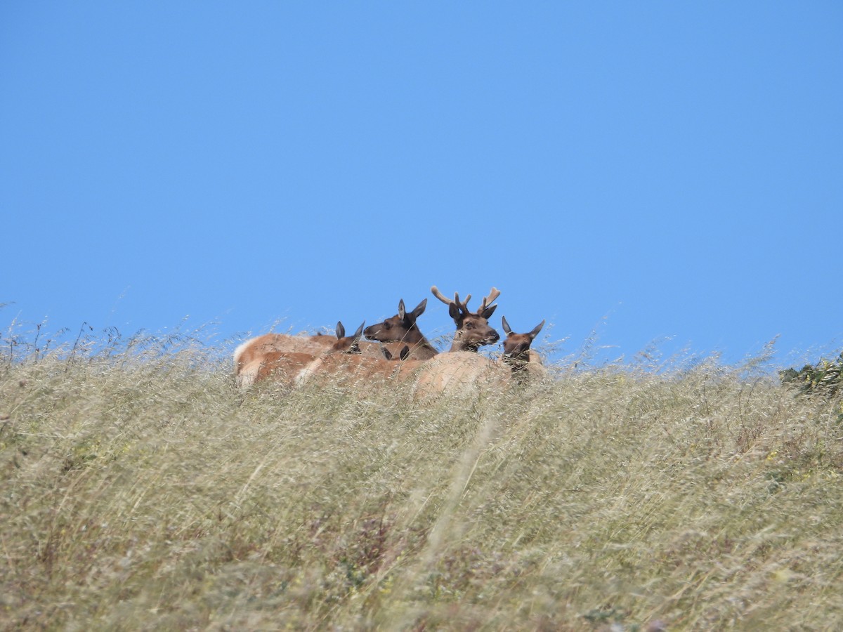 Tule Elk - ML659366179