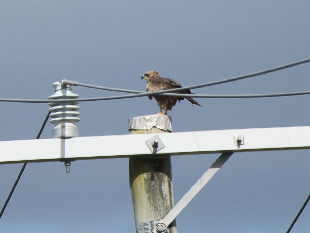 Black Kite - ML659366198