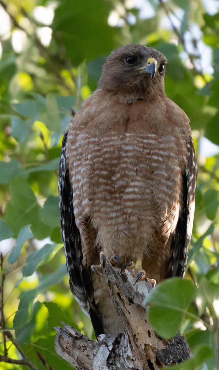 Red-shouldered Hawk - ML659366294