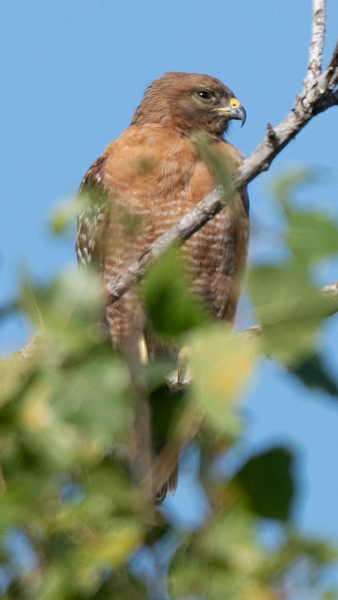 Red-shouldered Hawk - ML659366295