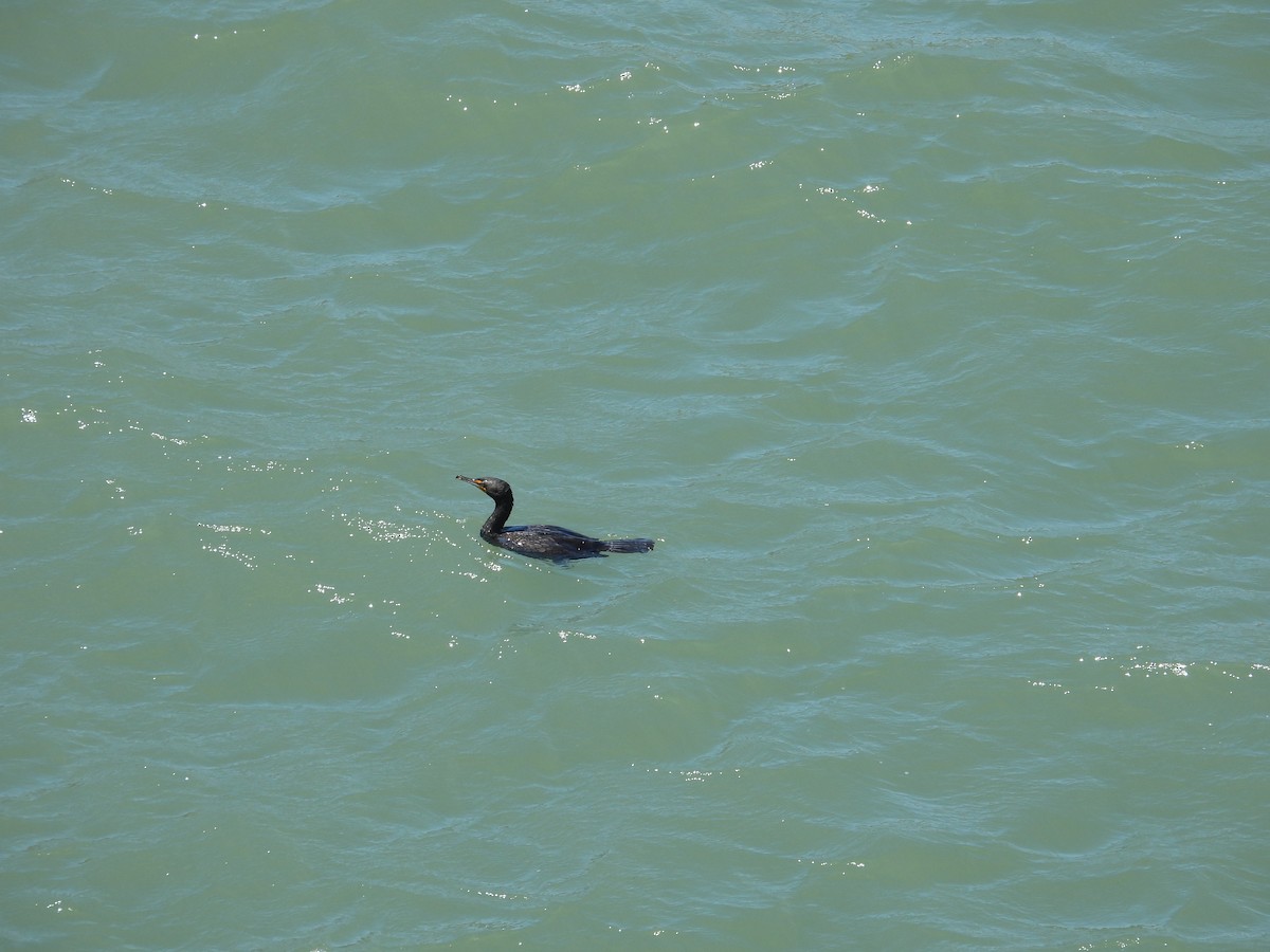 Double-crested Cormorant - ML659366380