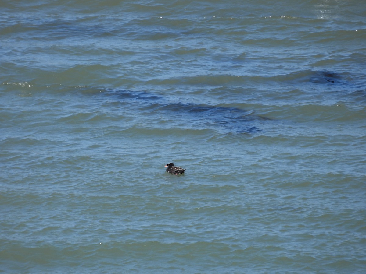 Surf Scoter - ML659366400