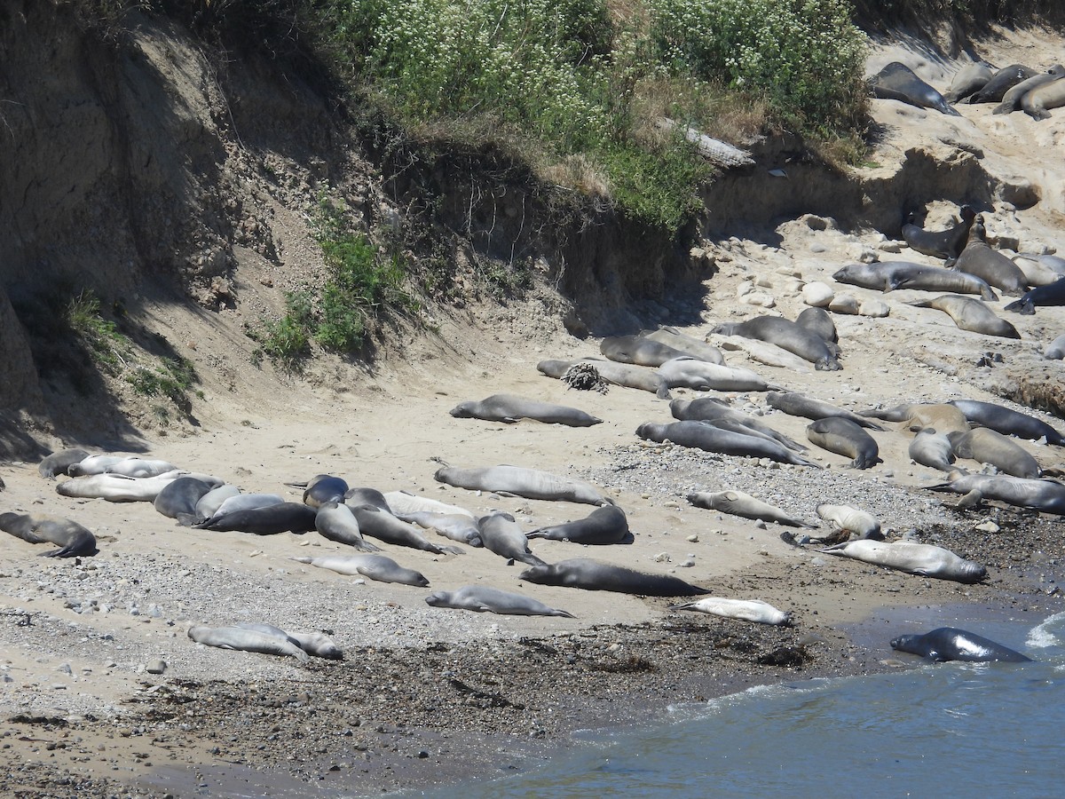 Elephant Seals - ML659366406