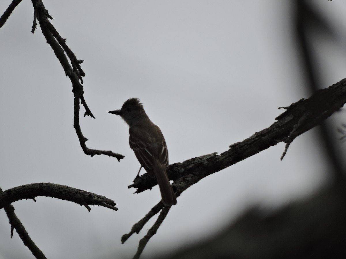 Brown-crested Flycatcher - ML659366410