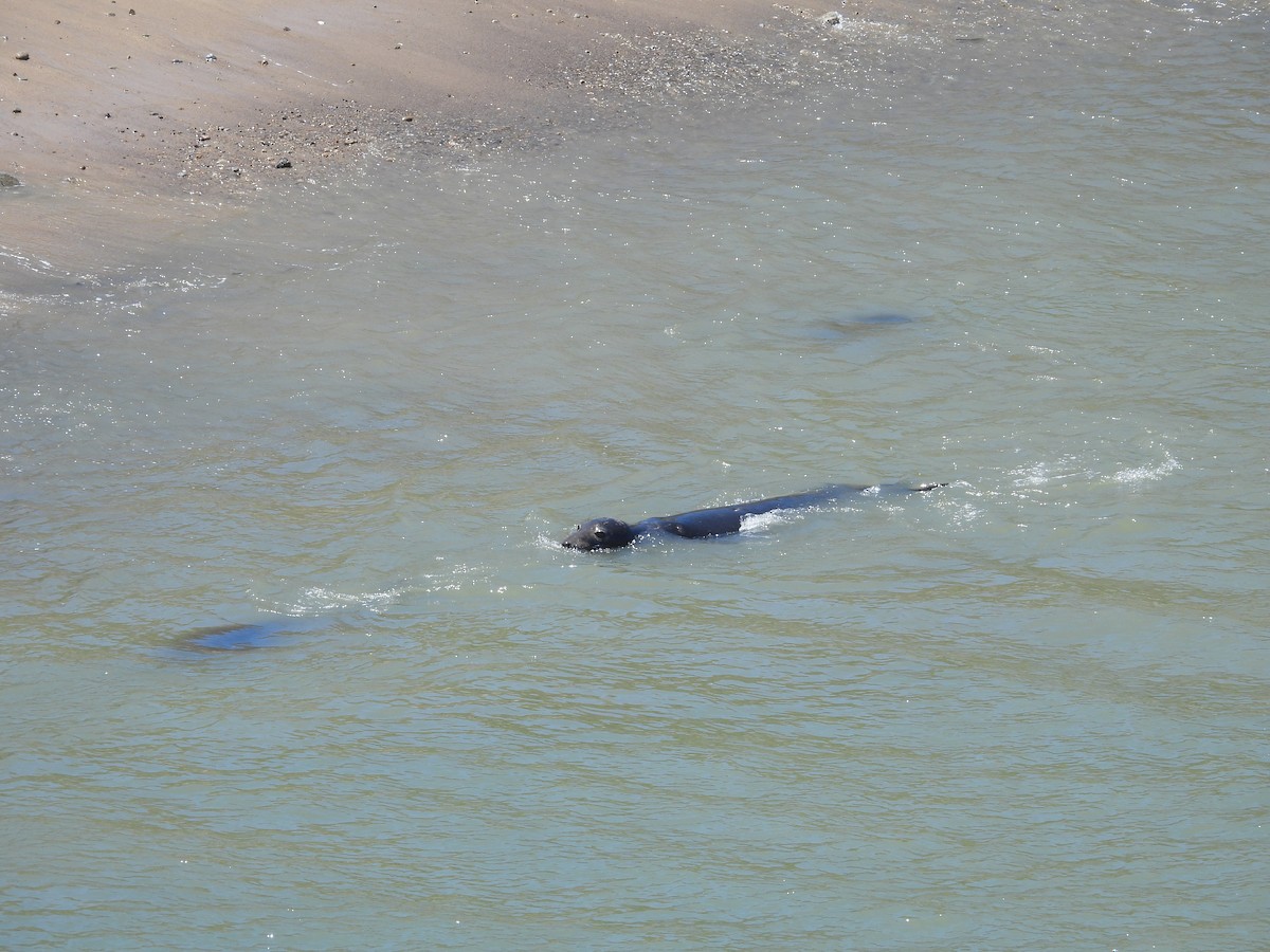 Elephant Seals - ML659366412
