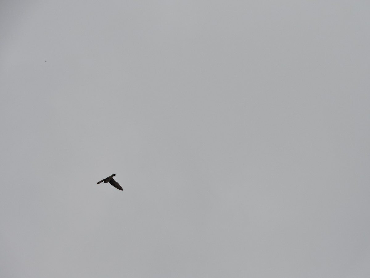 Cave Swallow - ML659366416