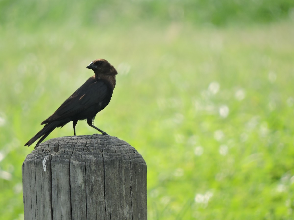 Brown-headed Cowbird - ML659366422