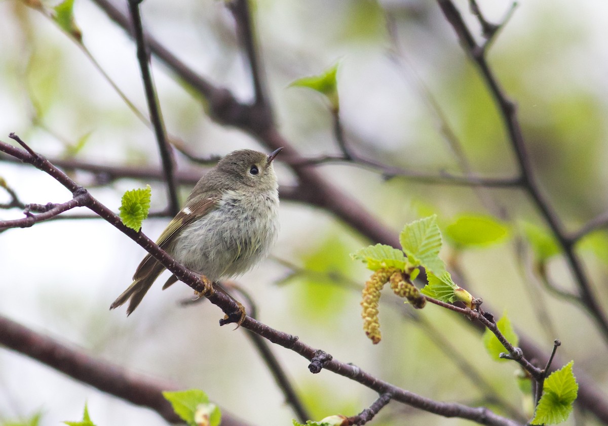 Ruby-crowned Kinglet - ML659366460