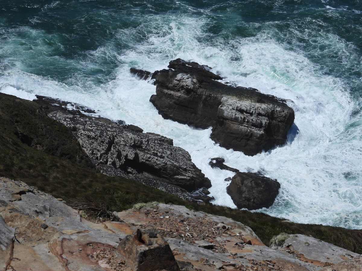 Common Murre - ML659366497