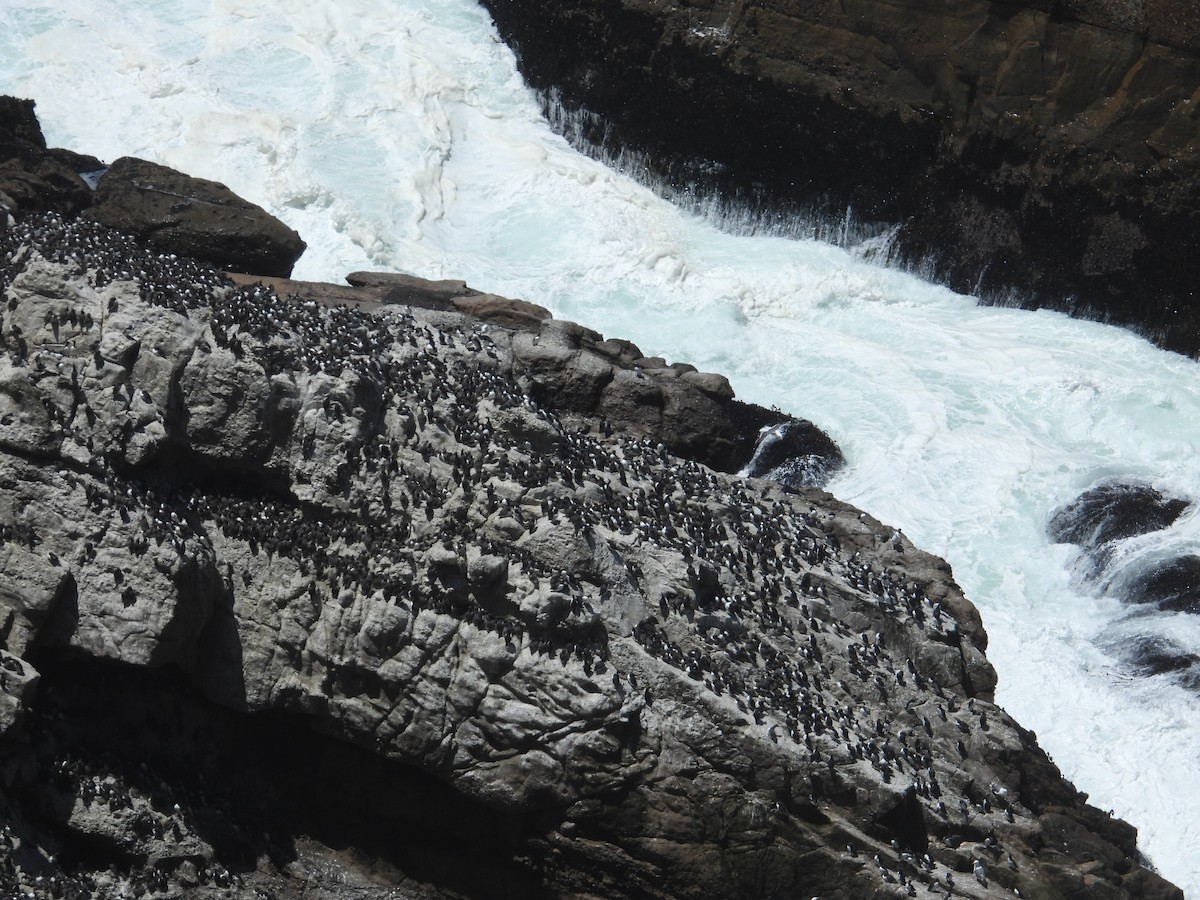 Common Murre - ML659366509