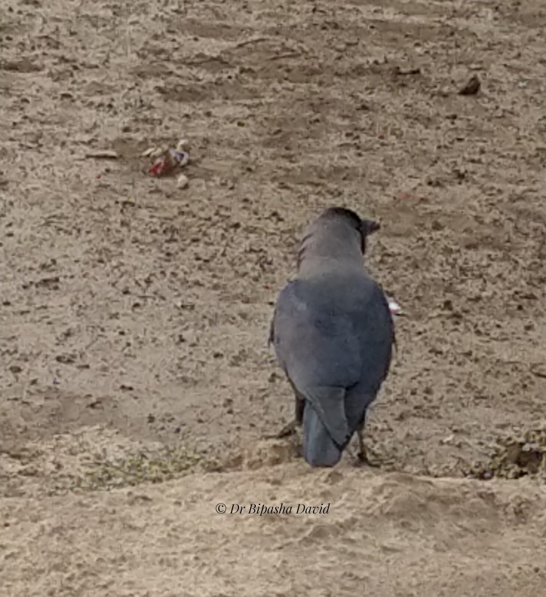 House Crow - ML659366526