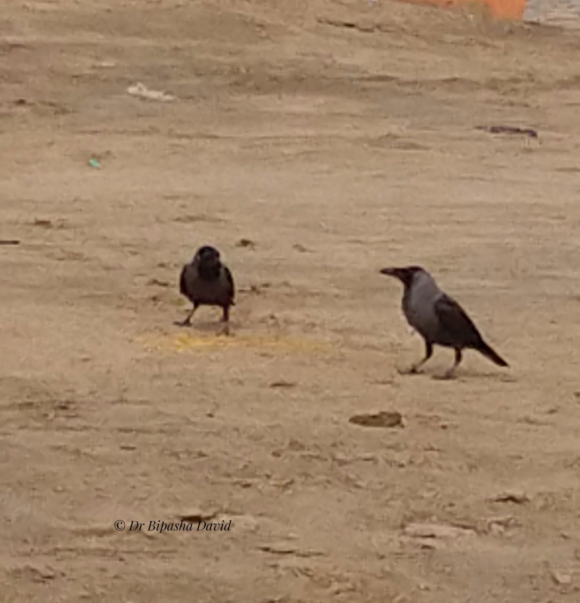 House Crow - ML659366527