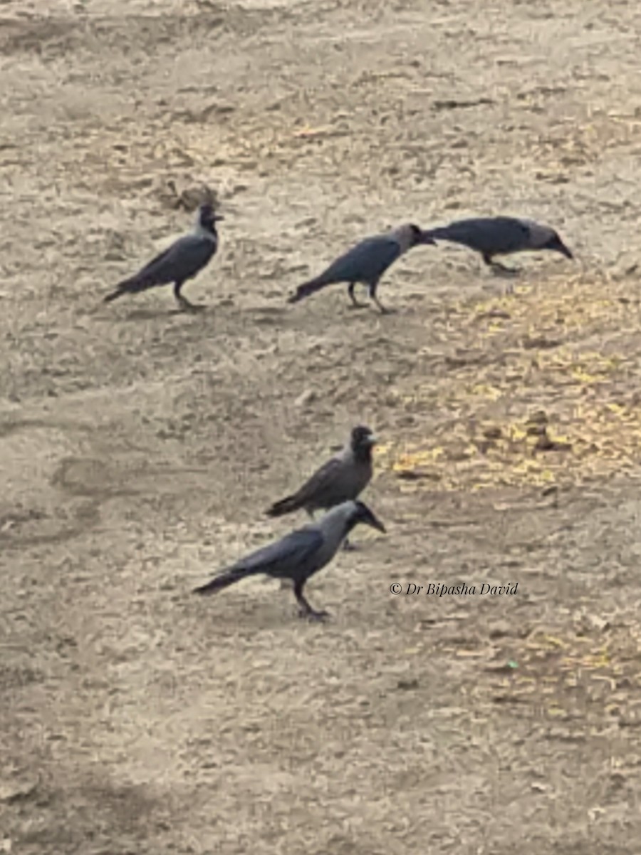 House Crow - ML659366537
