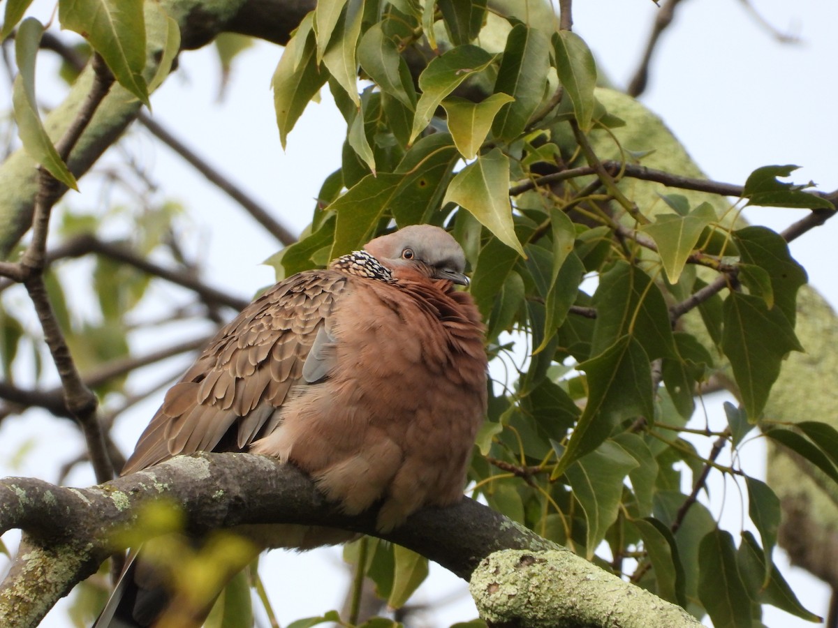Spotted Dove - ML659366576