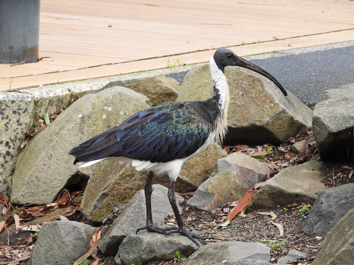 Straw-necked Ibis - ML659366600