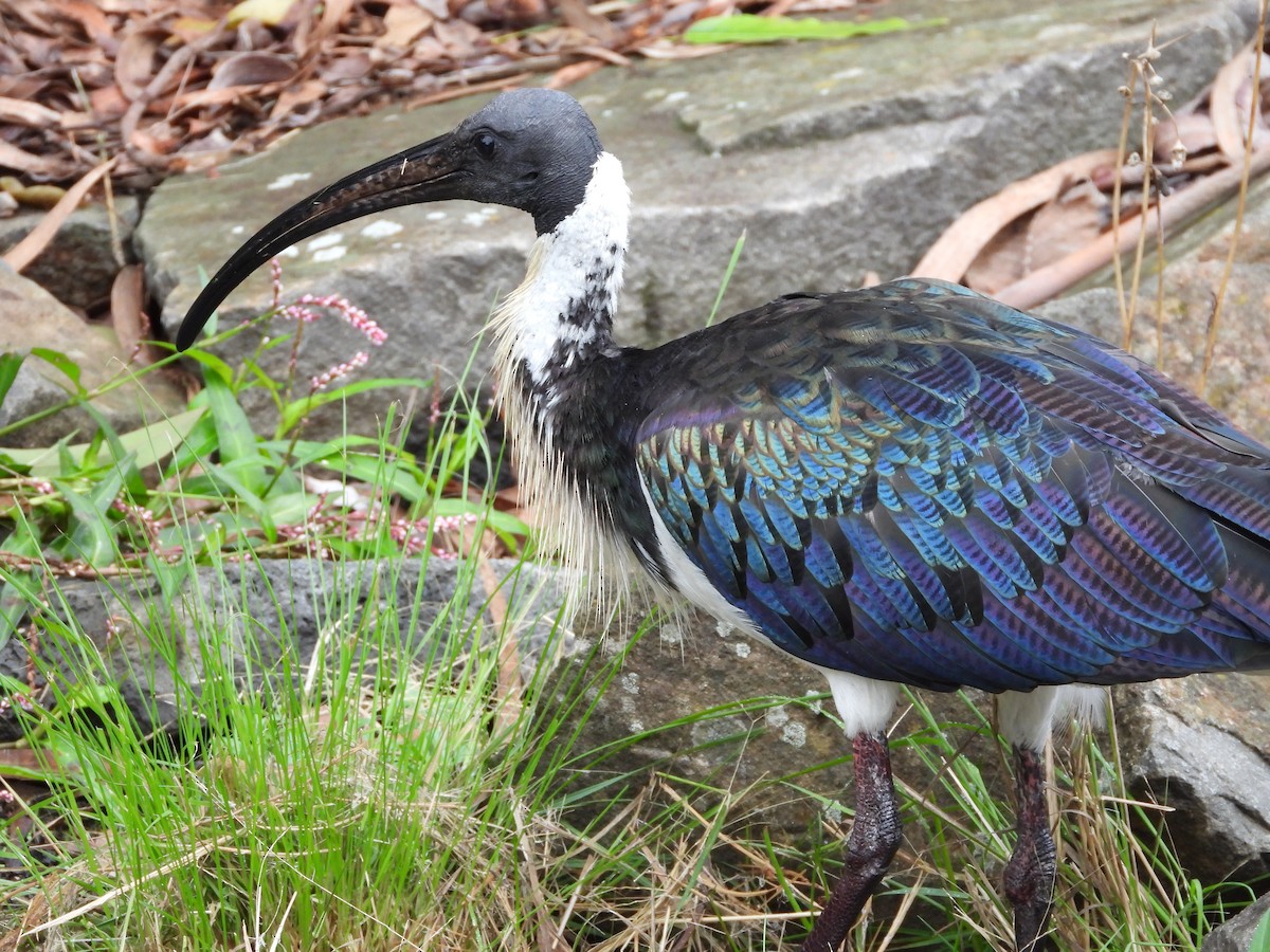 Straw-necked Ibis - ML659366637