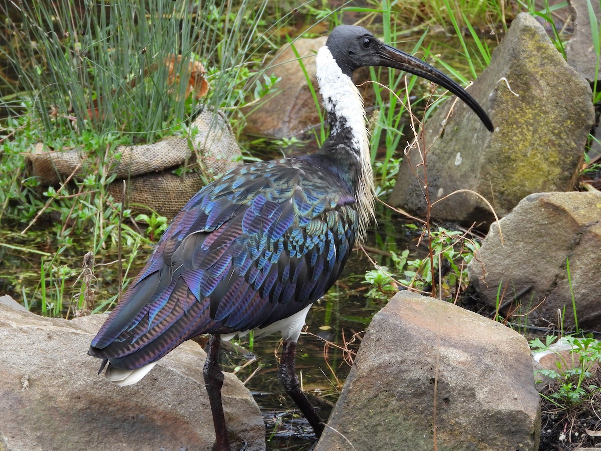 Straw-necked Ibis - ML659366676